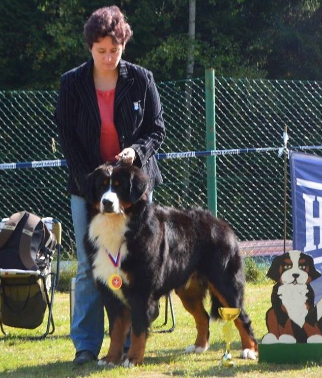 Maglod-falvi Bernese Mountain Dog Kennel