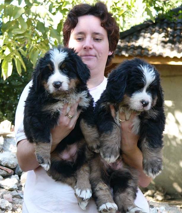 Maglod-falvi Bernese Mountain Dog Kennel