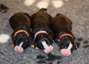 Bernese Mountain puppy female