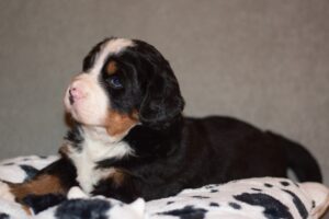 available bernese mountain dog puppy female