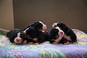 Bernese Mountain Dog puppies males