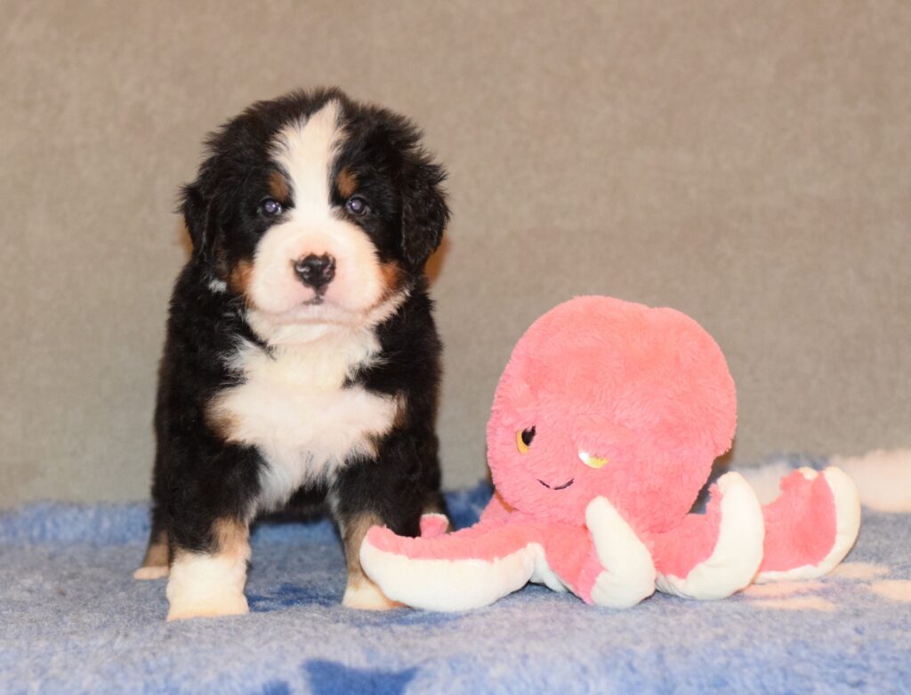 bernese mountain dog