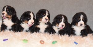 bernese-mountain-dog-puppies-4-weeks