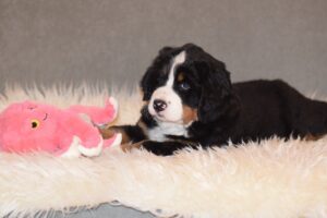 Bernese Mountain Dog Puppy 7 weeks old