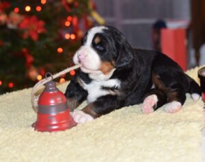 Bernese Mountain Dog puppy - Maglód-Falvi Kennel