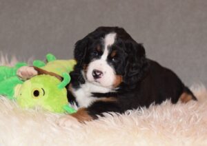 Bernese Mountain Dog puppy - European breeder