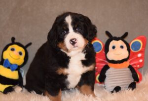 Bernese Mountain Dog puppy - European kennel