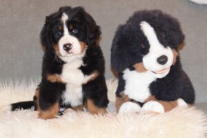 Bernese Mountain Dog Puppy 7 weeks old