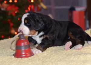 Bernese Mountain Dog puppy - Maglód-Falvi Kennel