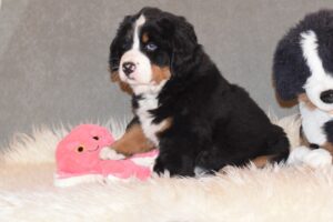 Bernese Mountain Dog Puppy 7 weeks old