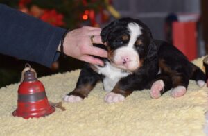 Bernese Mountain Dog puppy - Maglód-Falvi Kennel